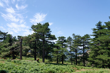 Fototapeta premium Bavella forest in Corsica mountain