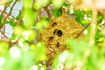 Wasp are flying in-out of the nest to find food and nesting materials.