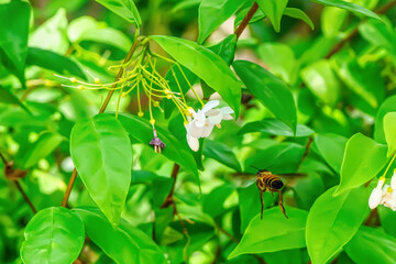Bee eating pollen from flower on a nature background.