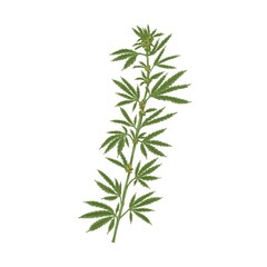 Marijuana plant with leaf. Realistic Hemp or Cannabis stem with leaves. Colored hand-drawn vector illustration of industrial or medical marihuana isolated on white background