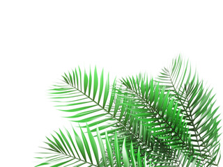 Palm leaves in the corner, lush tropical branches isolated on white background.