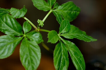 高麗人参の葉と蕾
