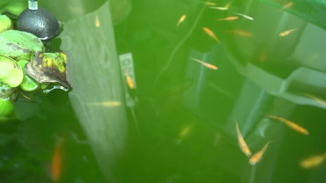 水面のメダカ