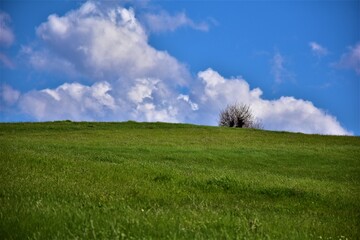 Green field and a oak tree  in a cloudy and sunny day