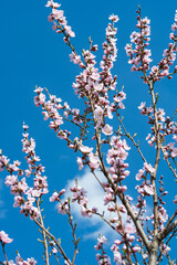 blooming sakura on a sunny day