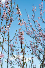 blooming sakura on a sunny day