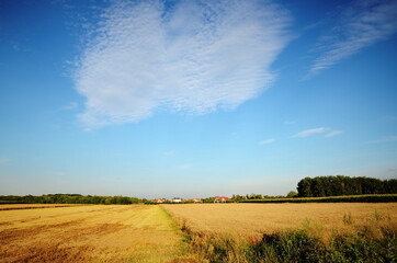 Obraz premium Yellow fields during harvest season, natural landscape in Lower Silesia, Poland. Beautiful summer with blue sky.