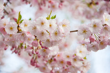 Beautiful spring blooming sakura flowers branch background
