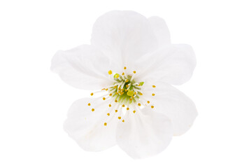 Fototapeta premium cherry flowers isolated