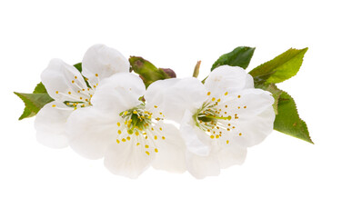 cherry flowers isolated