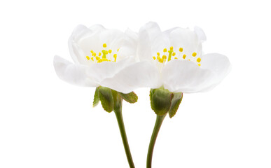 Obraz premium cherry flowers isolated