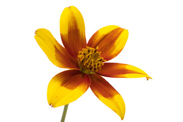 flower biden isolated