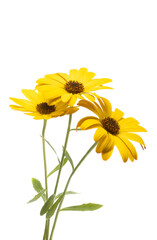 yellow osteospermum Daisy isolated