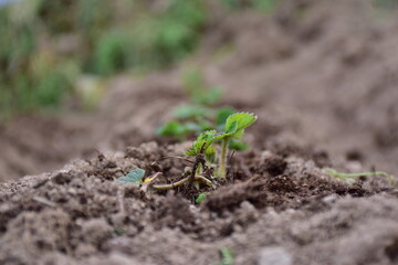 Strawberry growing  on a field