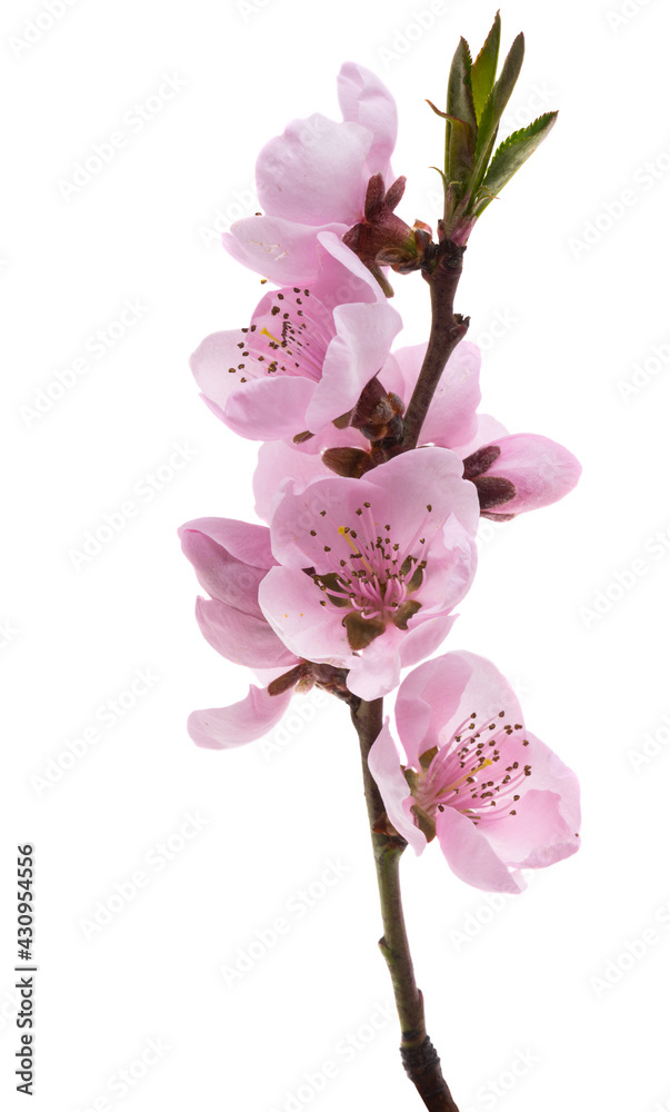 Wall mural beautiful sakura flower isolated