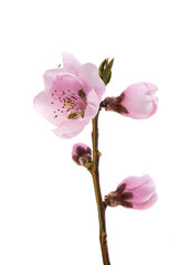 Naklejka na ściany i meble beautiful sakura flower isolated