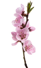 beautiful sakura flower isolated