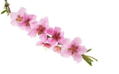 Fototapeta na wymiar beautiful sakura flower isolated