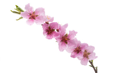 Naklejka na ściany i meble beautiful sakura flower isolated