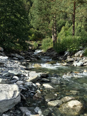 river in the forest