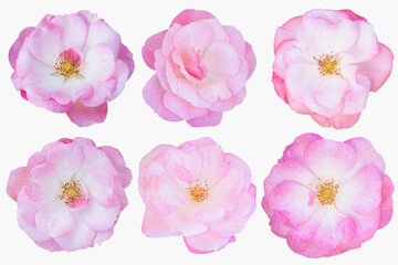 Blurred for Background.Beautiful Pink rose isolated on the white background. Photo with clipping path.