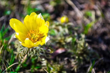 Wildflowers, Adonis spring. The first flowers of spring, the beginning of a new life. The concept of a bright new, yellow life.