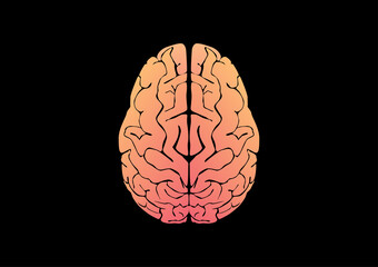 Vectoe illustration of human brain