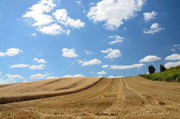 Fototapeta premium Yellow fields during harvest season, natural landscape in Lower Silesia, Poland. Beautiful summer with blue sky.