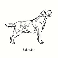 Labrador Retriever standing side view. Ink black and white doodle drawing in woodcut style.