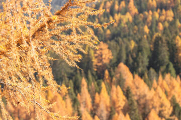 yellow larches and green pine trees at fall in the woods