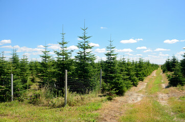 Plantation of Christmas trees. Natural landscape in Lower Silesia, Poland. Beautiful summer with blue sky.