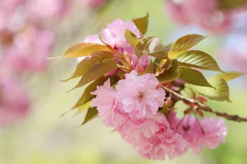 Keuken spatwand met foto 満開の八重桜（関山）　クローズアップ撮影 © naname21