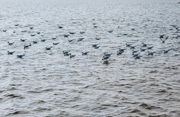 Many beautiful white and gray gulls are resting while sitting on the wavy sea, ocean, river.