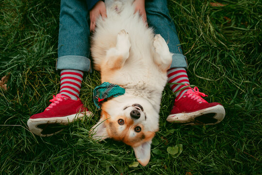 The Corgi Dog Is Lying On The Grass With Its Belly Up