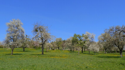 Streuobstwiese im Frühling