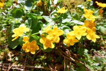 close up of yellow flowers in the forest