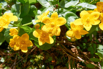 close up of yellow flowers in the forest