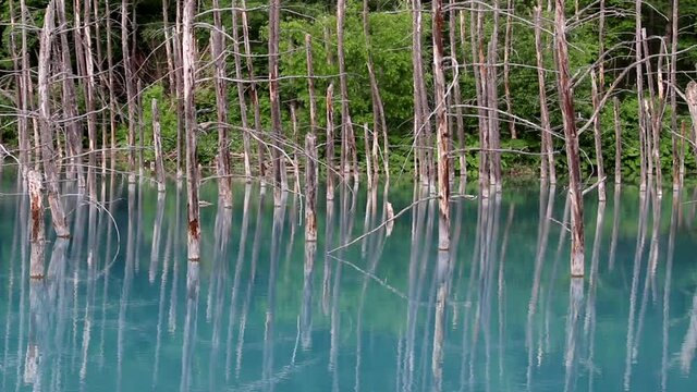 Blue pond in Biei, Hokkaido