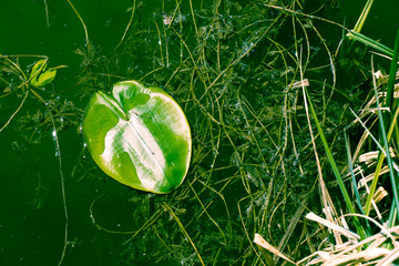 leaf of a water lily on the water