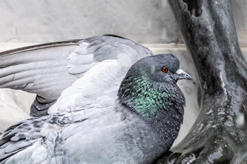 pigeon on the ground