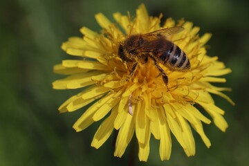 Bee covered in pollen on a dandelion