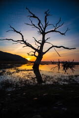 Beautiful vibrant sunset behind dead tree silhouette at Porlock Salt Marsh, Exmoor National Park