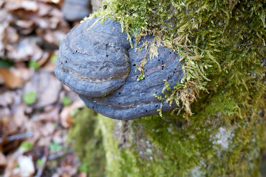 black mushrooms on a moss covered tree trunk