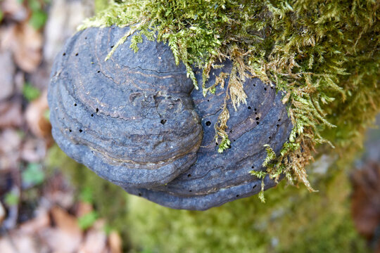 black mushrooms on a moss covered tree trunk