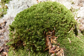 close up of a tree trunk with moss and leaves