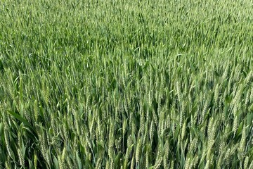 Top view of wheat plants growing in the field, abstract agriculture concept
