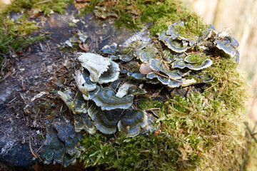 small flat mushrooms on a tree trunk overgrown with moss