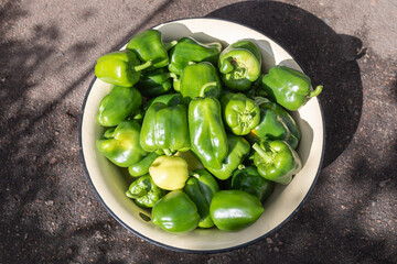 Green sweet pepper in a metal bowl. Harvest theme. Growing organic vegetables on the farm. Bio agriculture