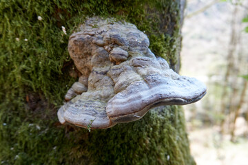 Fototapeta na wymiar giant mushroom on a moss covered tree trunk