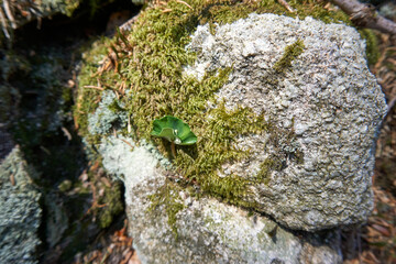 Obraz premium large rock overgrown with moss in the black forest